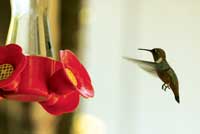 Photo of a hummingbird and feeder